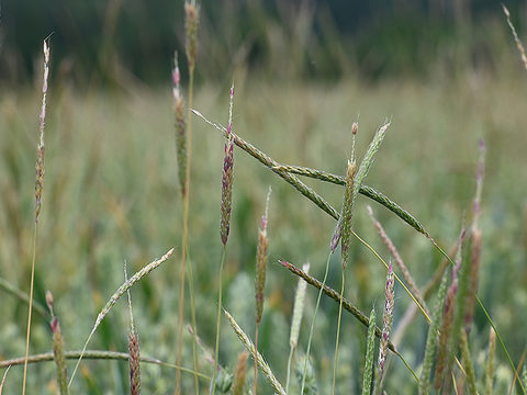 Black grass heads and seed shedding