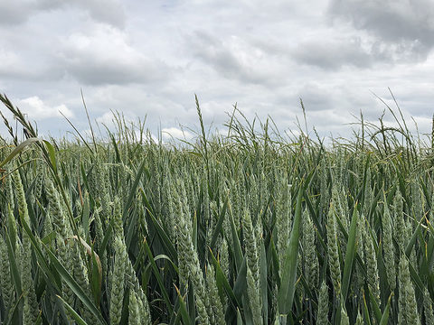 Ryegrass seed head above wheat