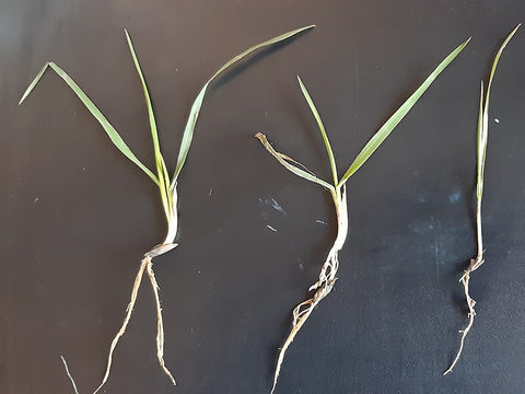 Variable overwintered wild oat plant sizes in spring