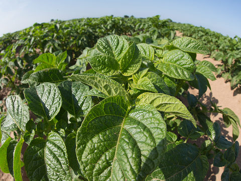Potato plant under heat stress