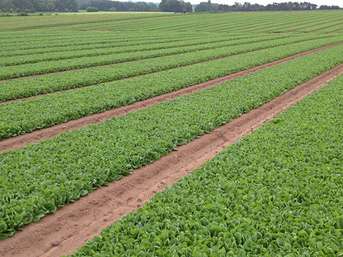 Syngenta spinach in production
