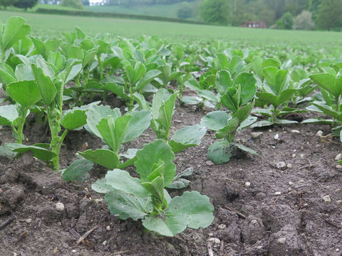 Bean crops at risk without seed treatment