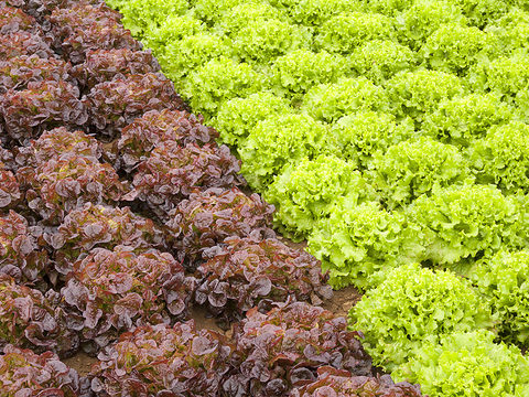 Lettuce field production