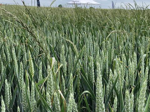 Ryegrass seed heads above wheat