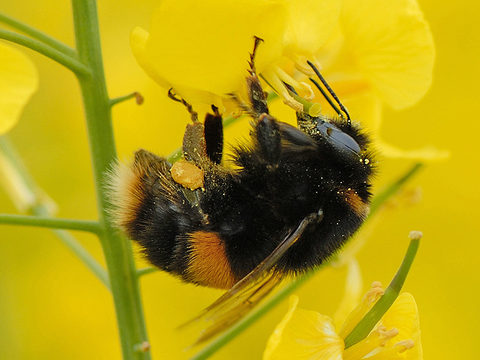 Bumblebee on OSR