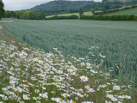 Wildflower margin alongside wheat