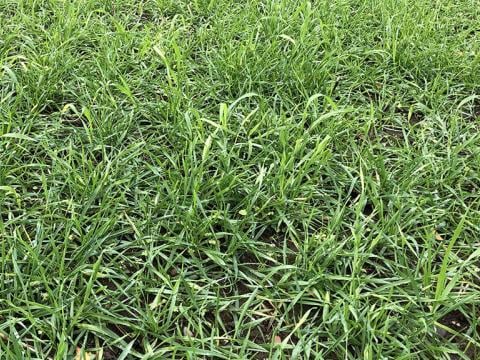 1024 x 576 Large overwintered wild oats in this seasons crops.jpg