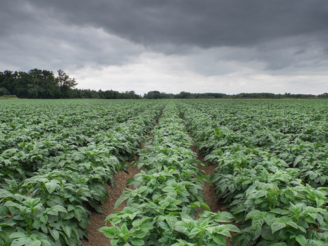 Revus protection for potato crops in high risk blight conditions