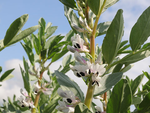 Active growing beans benefit from Vixeran application to boost N fixation at pod fill