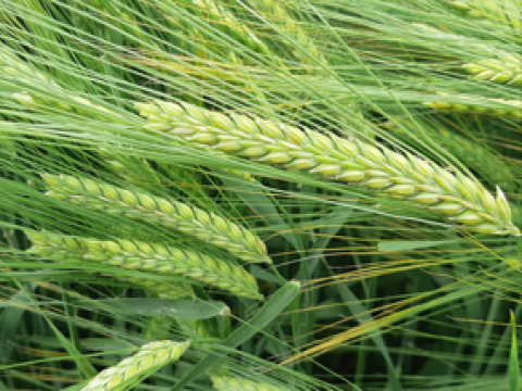 Syngenta spring barley varieties – a winning option for every market ...