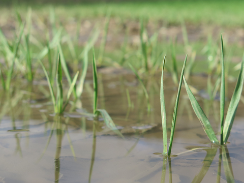 1024_x_576_-_wheat_in_standing_water_2_pbg.png