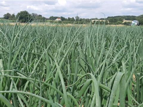 1024_x_576_clean_onion_field.jpg