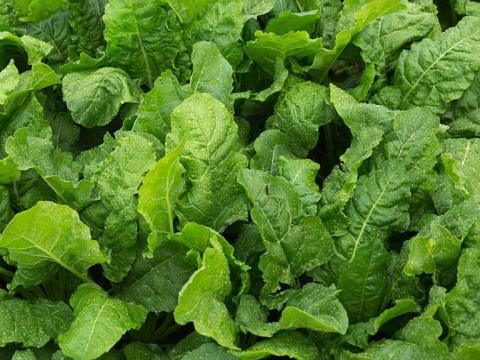 1024_x_576_wet_leaf_surfaces_on_beet.jpg