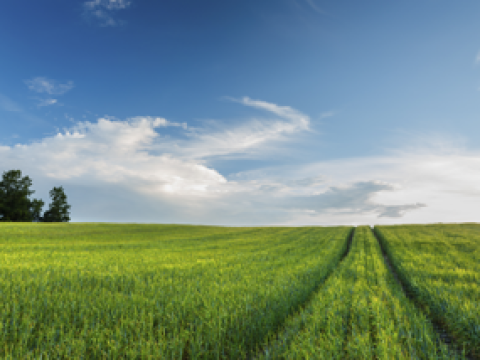 barley_growing_in_field