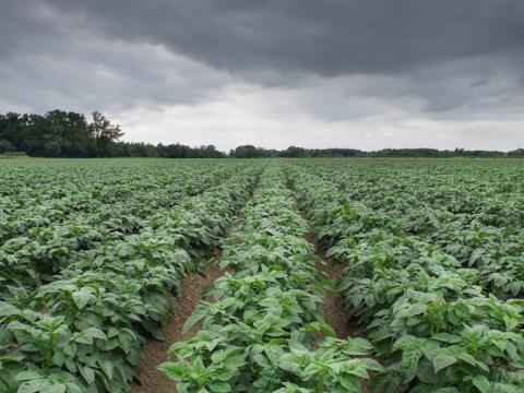 Potato field
