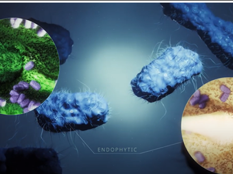 Vixeran Bacteria
