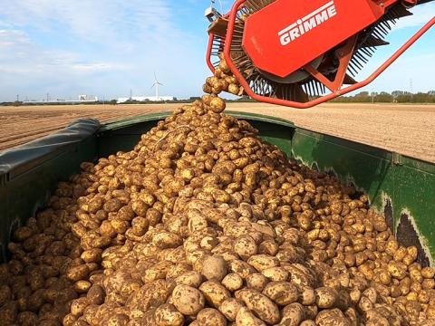 Harvesting high yields of quality potatoes
