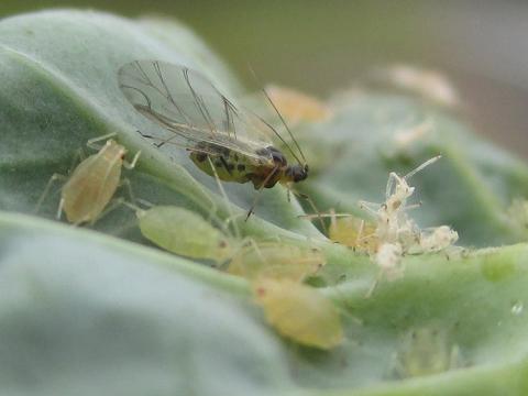 1024_x_576_myzus_persicae_colony_on_brassica_leaf.jpg