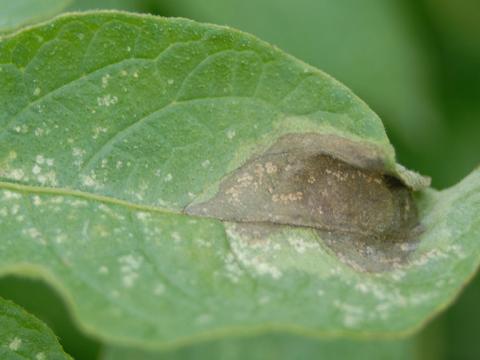 1024_x_576_blight_leaf_lesion.jpg