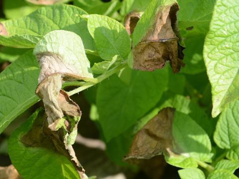1024_x_576_initial_infection_of_late_blight.jpg