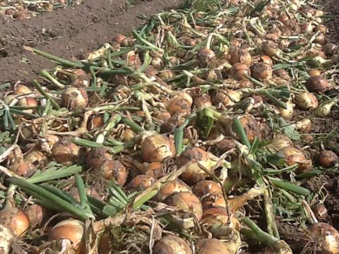 Onions harvest