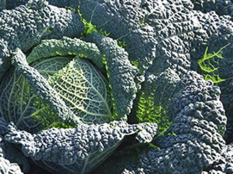 Cabbage leaves