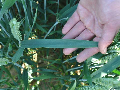 Clean wheat flag leaves