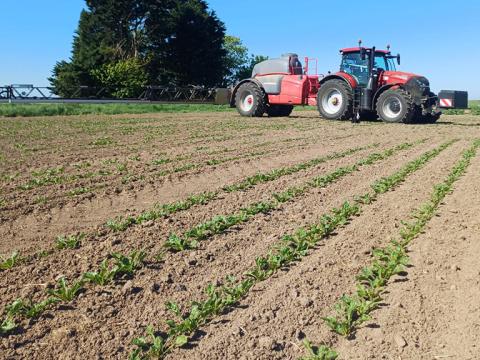 Sugar beet establishment in dry seasonal conditions