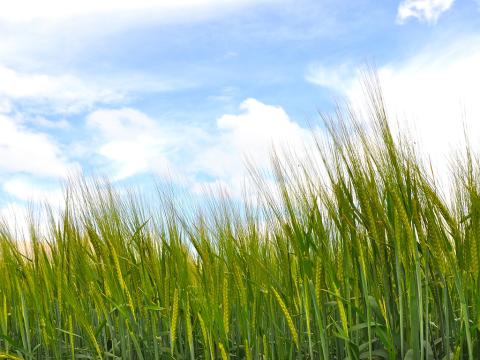Spring barley