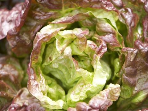 Lettuce close up