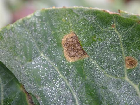 Rigspot