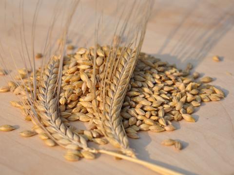 Malting barley