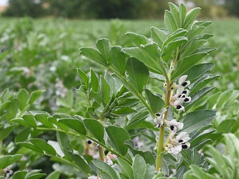 1024_x_576_bean_crop_in_flower_pre_pod.jpg