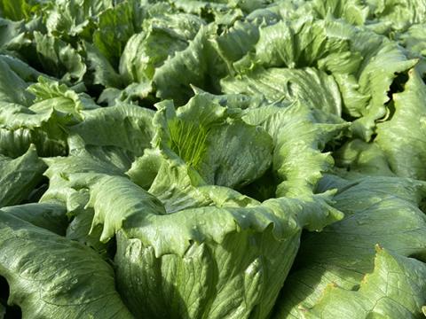 Lettuce