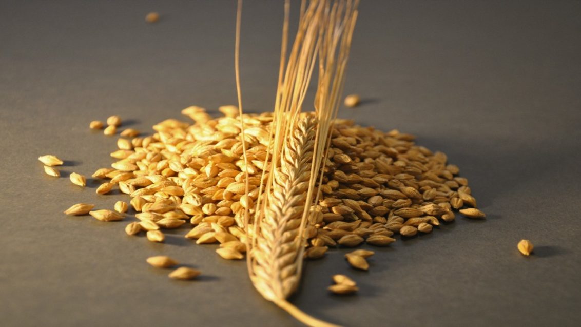 Propino Spring Barley Grain and Ear