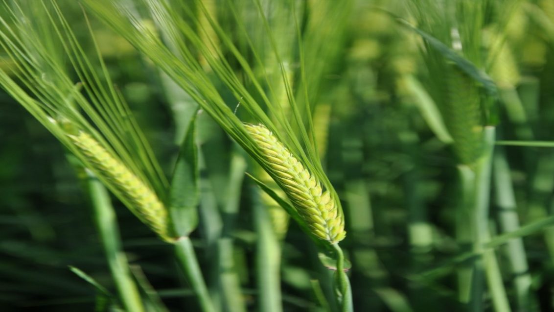 Propino Spring Barley in ear