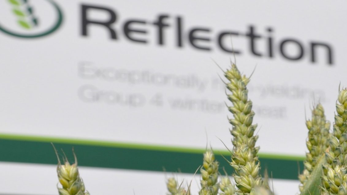 REFLECTION Winter Wheat Crop taken at Cereals Event 2015