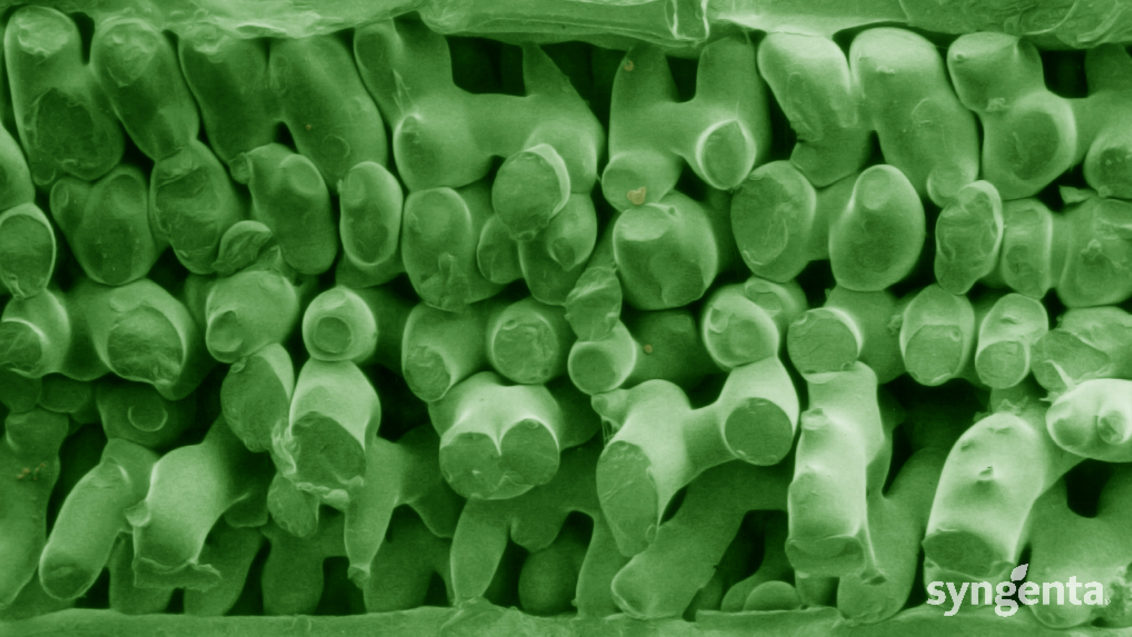 Microscopy healthy wheat leaf