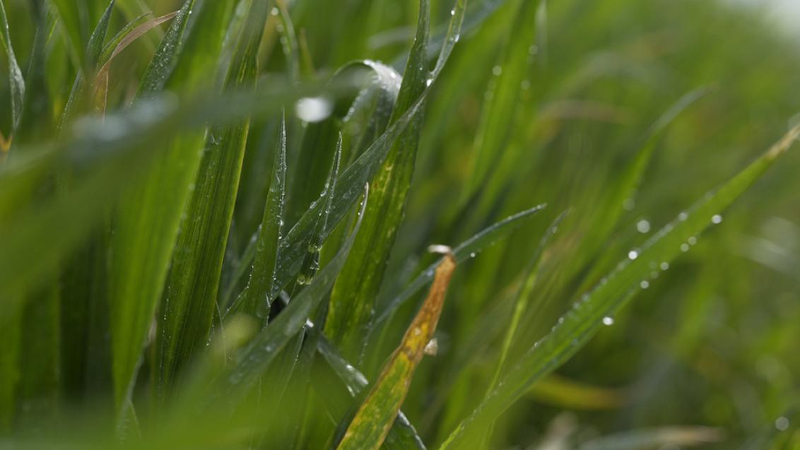 Young winter wheat