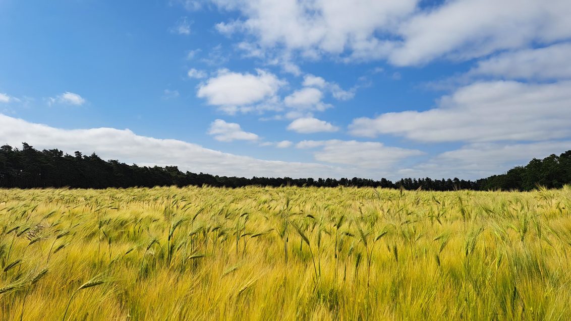 Hybrid_Barley_crop