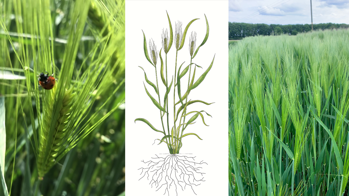 Hybrid_barley_field_banner