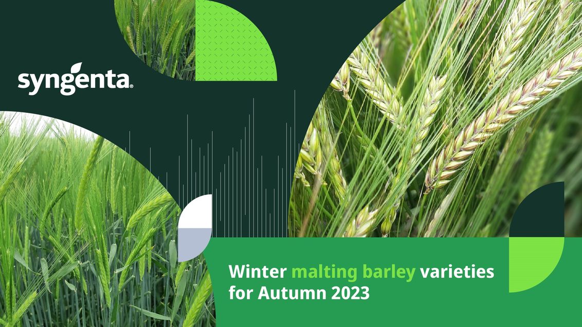 Winter_Malting_Barley_Varieties