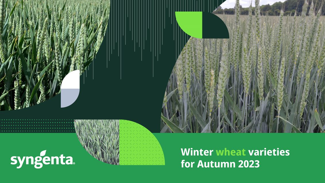 Winter_Wheat_Top_Varieties_Banner