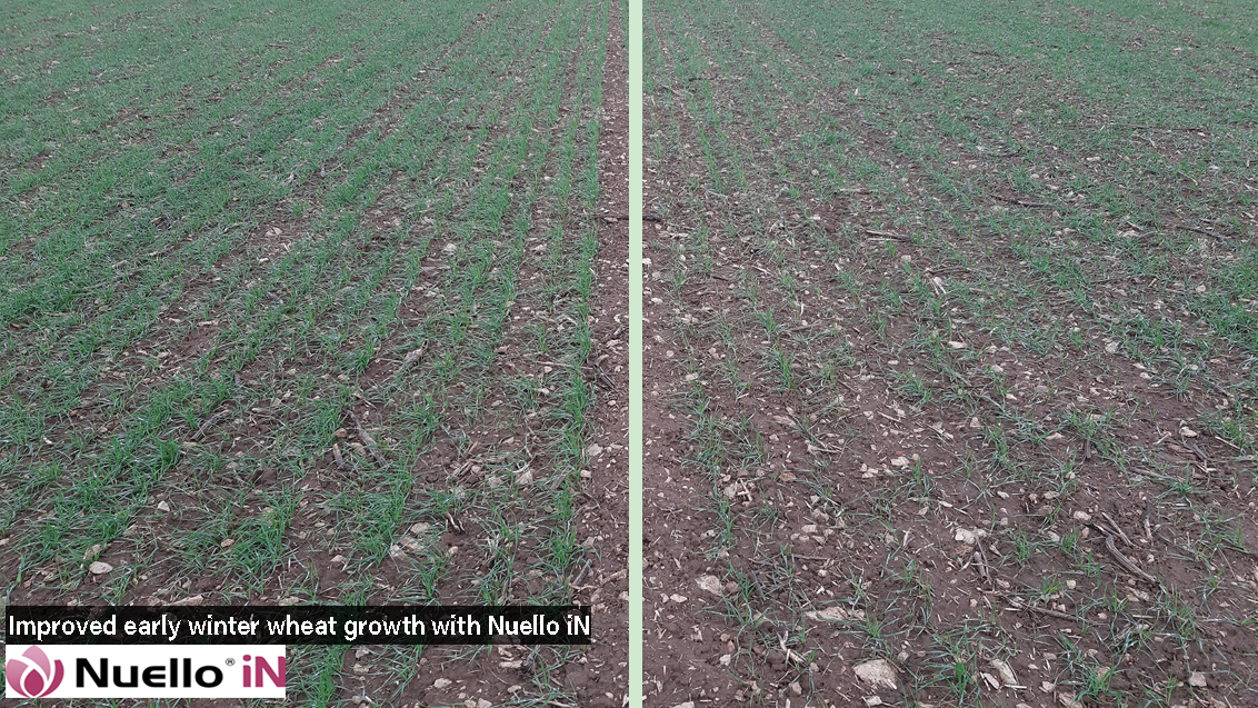 NuelloiN_comparison_on_winter_wheat