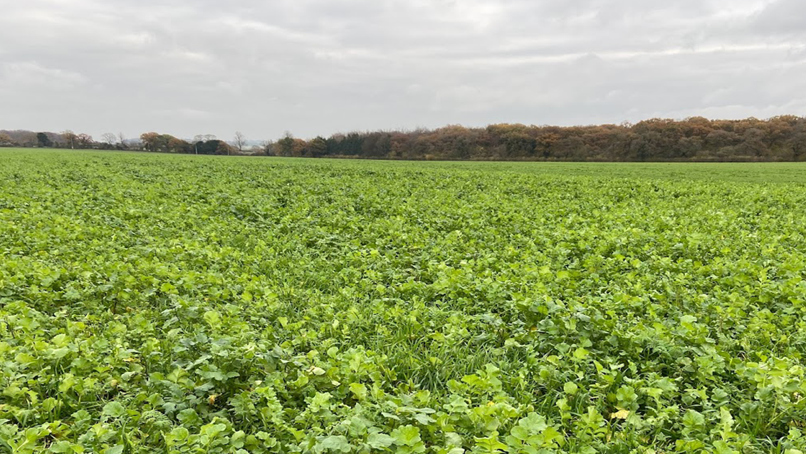 Cover_crop_in_field