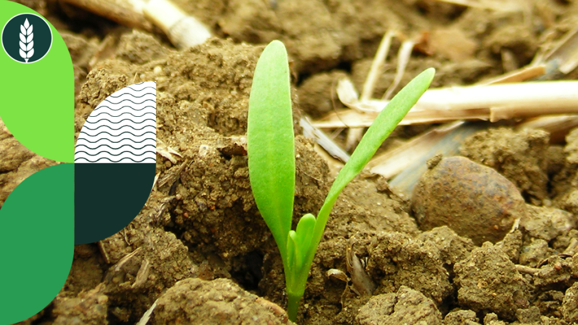 WINTER_WHEAT_EMERGENCE