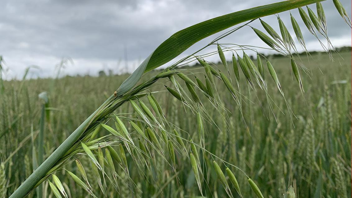 1024_x_576_wild_oats_in_wheat.jpg