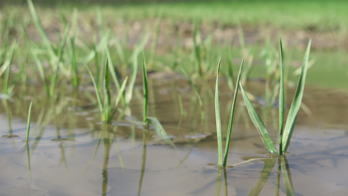 1024_x_576_-_wheat_in_standing_water_2_pbg.png