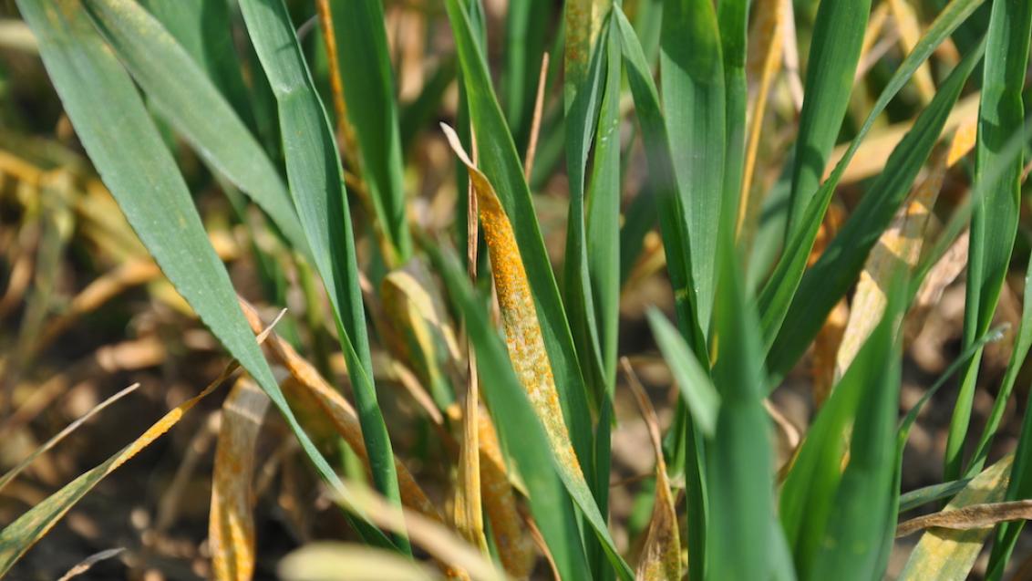 Yellow rust in wheat