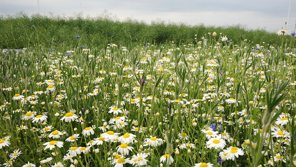 1024_x_576_annual_flowers_with_osr.jpg